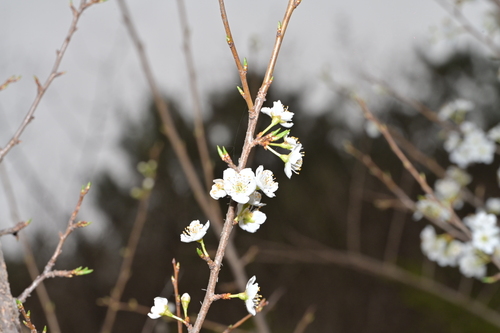 Prunus salicina observed 2026-04-19
