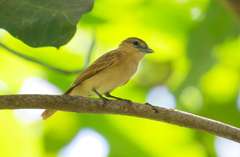 Pachyramphus