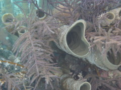 Callyspongia aculeata