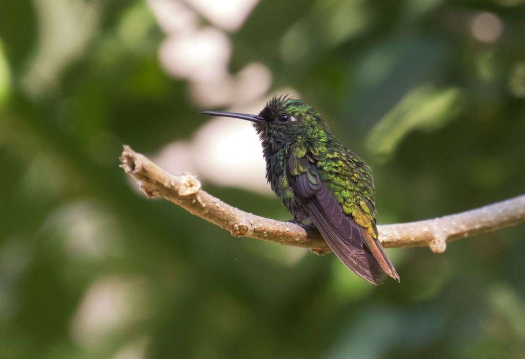 Coppery Emerald
