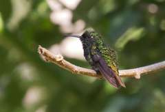 Chlorostilbon russatus