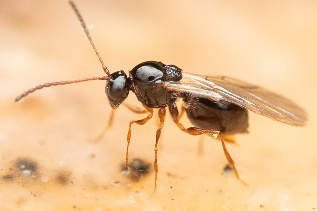 Leptopilina heterotoma