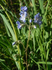 Polemonium campanulatum