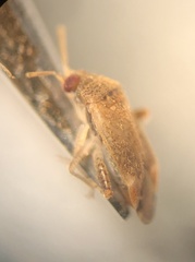 Hamatophylus guttulosus