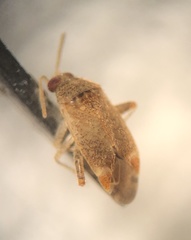 Hamatophylus guttulosus