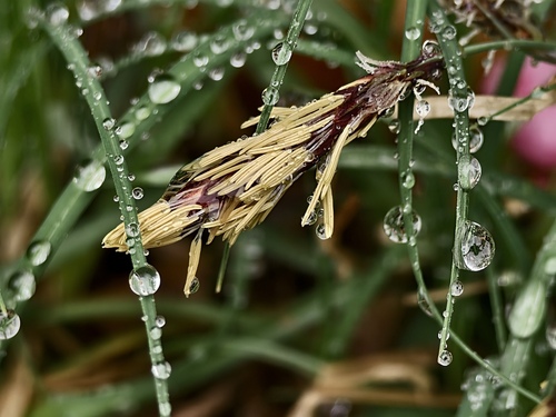Carex lanceolata, 2026-04-17