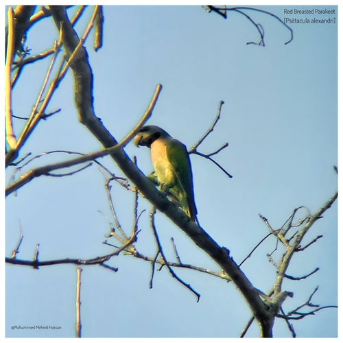 Red-breasted Parakeet