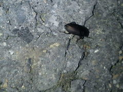 Harpalus distinguendus