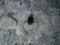 Harpalus distinguendus