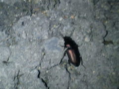 Harpalus distinguendus