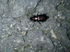 Harpalus distinguendus