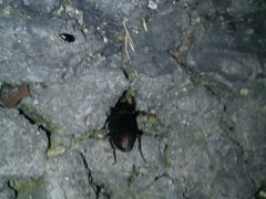 Harpalus distinguendus