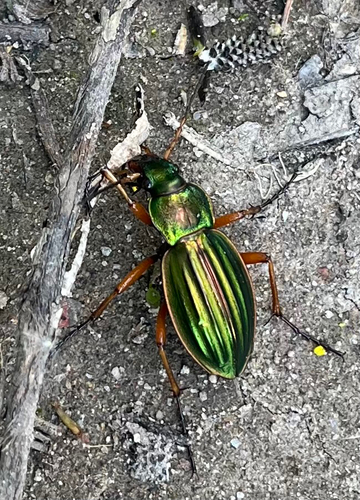 Golden Ground Beetle, Noorderklipweg, Werkendam, North Brabant, NL, photo 6 of 10