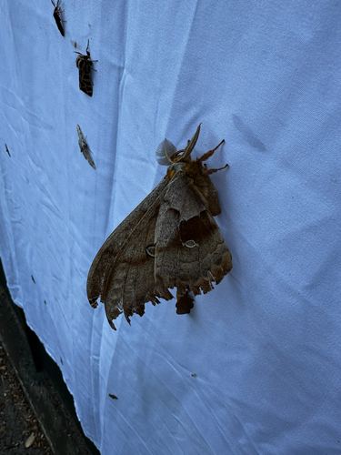iNaturalist observation photo of Polyphemus Moth