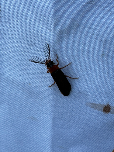 iNaturalist observation photo of Glowworm Beetles