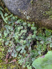 Marchantia emarginata