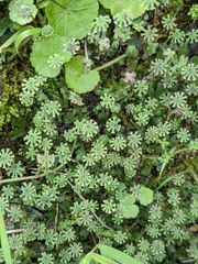 Marchantia emarginata