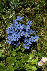 Gentiana uniflora
