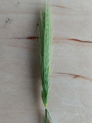 Hordeum