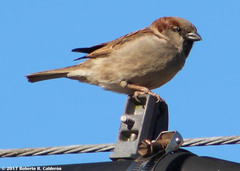 Passer domesticus
