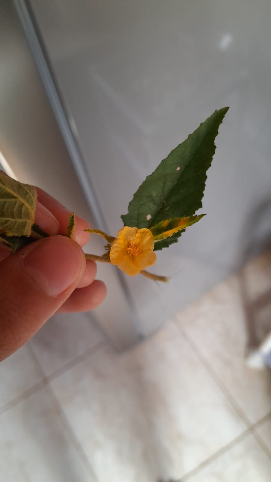 Abutilon hypoleucum