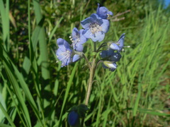 Polemonium campanulatum