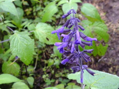 Salvia concolor