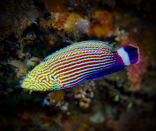 Anampses lineatus observed 2026-04-18