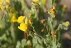 Linaria bipunctata glutinosa