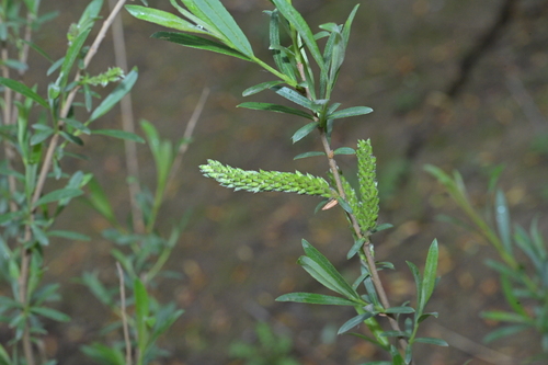 Salix miyabeana iNat (2)