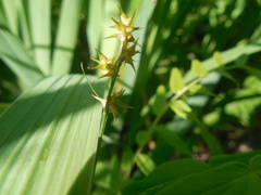 Carex echinata echinata