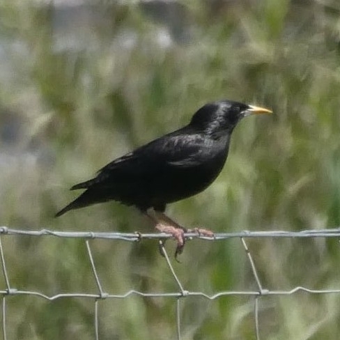 Avistamiento Estornino Negro