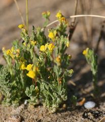 Linaria bipunctata glutinosa