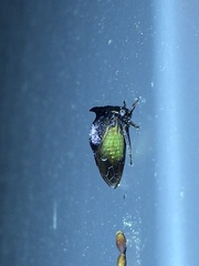 Stictocephala stimulea