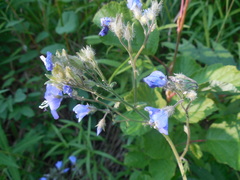 Polemonium campanulatum