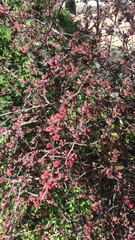 Tracheophyta