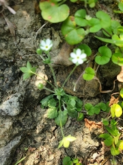 Androsace umbellata