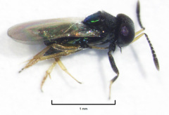 Parectromoides varipes