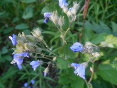 Polemonium campanulatum