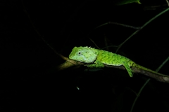Mocquard's Eyebrow Lizard photo 2