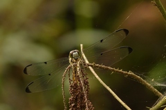 Libellula vibrans