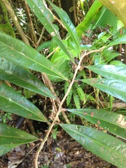 Ochnaceae