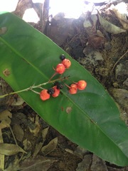 Ochnaceae