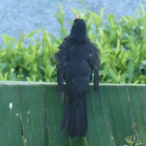 Avistamiento Turdus merula