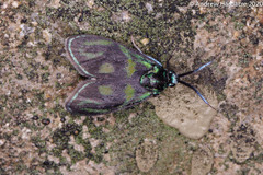 Clelea sapphirina