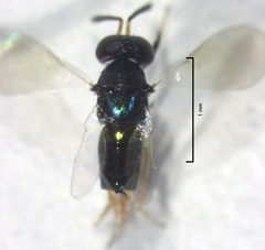 Parectromoides varipes