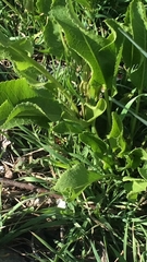 Tracheophyta