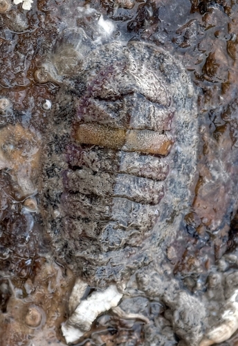Lepidozona coreanica, 2026-04-19