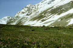 Primula nivalis