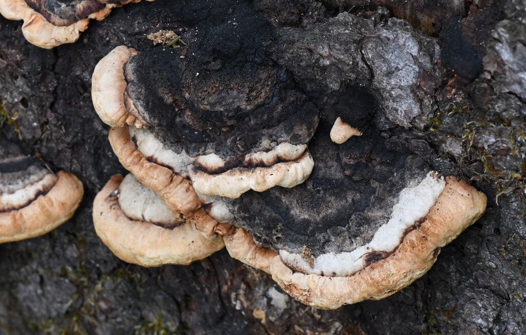 Osmoporus odoratus · April 2026 · photo: © evangmm (iNaturalist, cc-by)